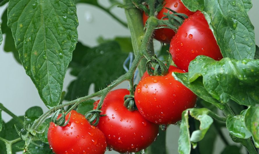 Est ce que c’est conseillé de mettre du gros sel au pied des tomates et à quoi ça sert ?