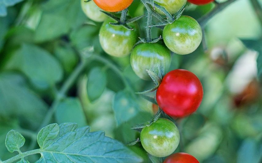 Jusqu’à quand peut-on repiquer des jeunes plants de tomate cerise qui repoussent tout seul ?