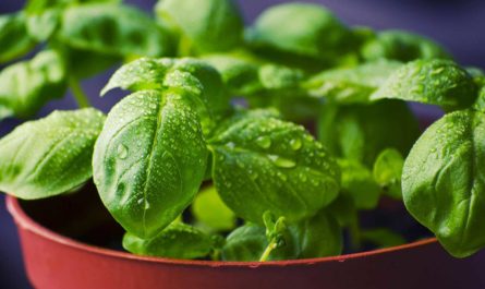 Comment et quand planter du basilic ?